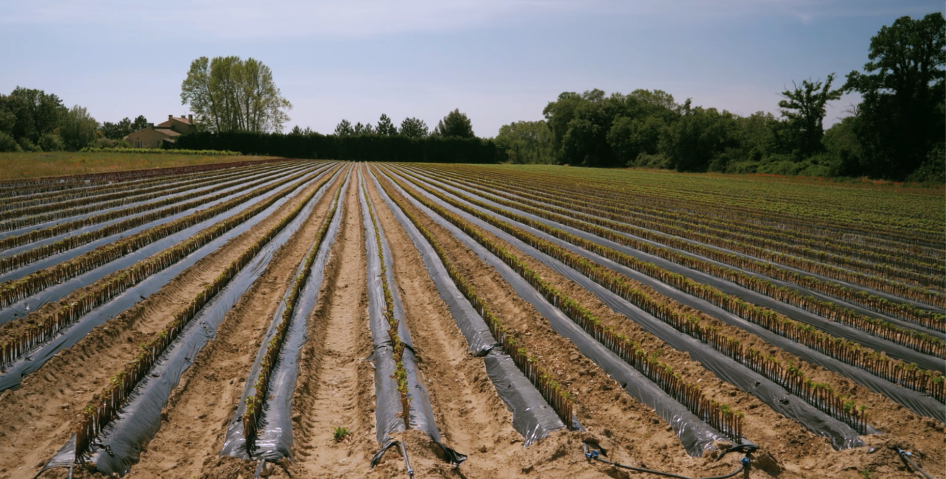 paillage plantation vignes